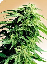 Hindu Kush Regular Seeds