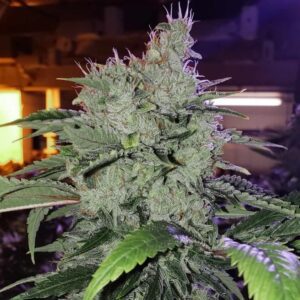 Chem Funk R1 Feminized Seeds