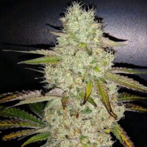 Toasted R1 Feminized Seeds