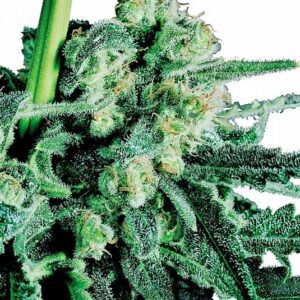 Sensi Skunk Regular Seeds