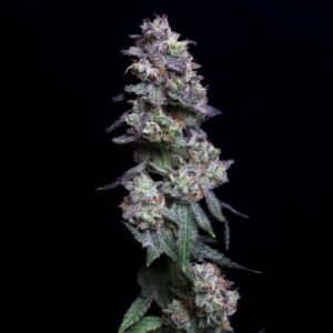 Baked Apple Cherries Feminized Seeds