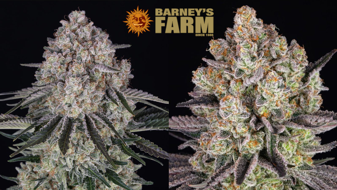 Barneys Farm New Drops Cannabis Seeds