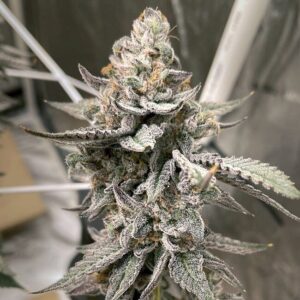 Beaver Cookies Feminized Seeds