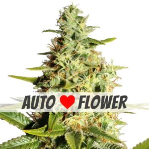 Afghan Autoflower Seeds