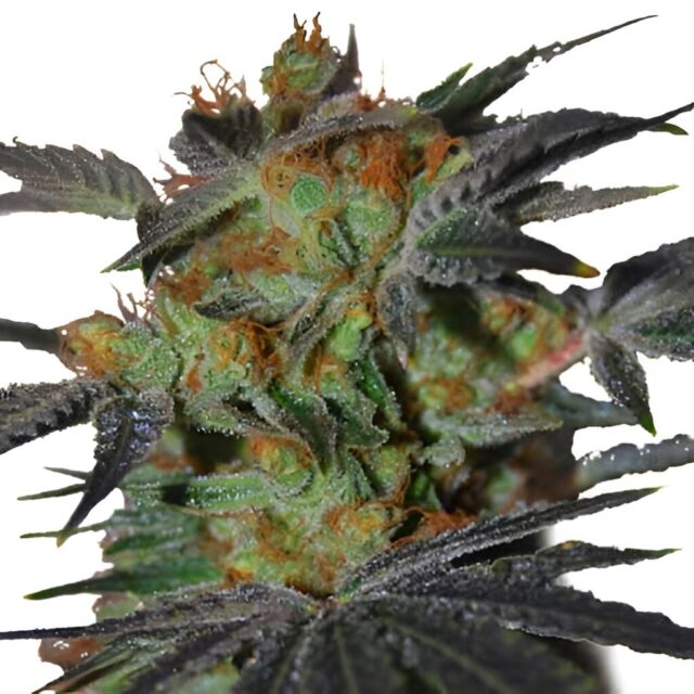 Agent Orange Feminized Seeds