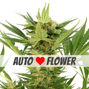 AK-47 Autoflower Seeds