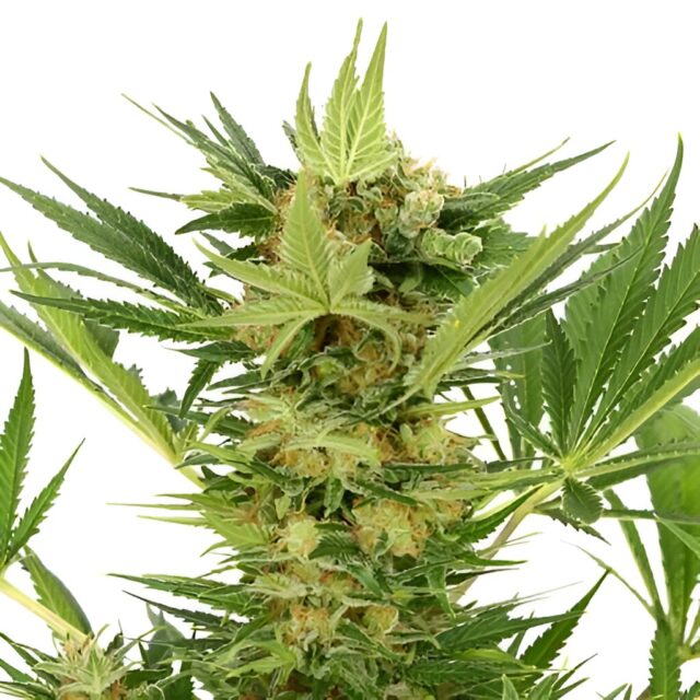 AK-47 Feminized Seeds