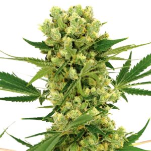 Amnesia Haze Feminized Seeds