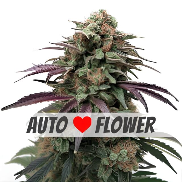 Apple Fritter Autoflower Seeds