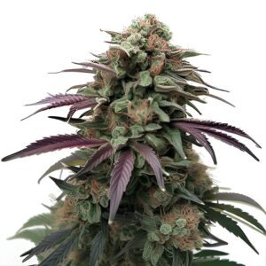 Apple Fritter Feminized Seeds