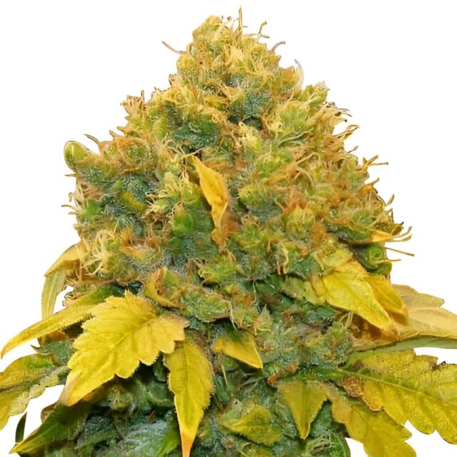 Banana Kush Feminized Seeds