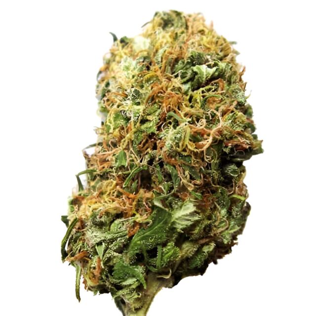 Big Bud Feminized Seeds