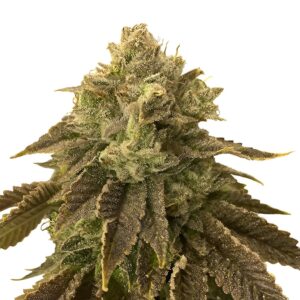 Biscotti Feminized Seeds