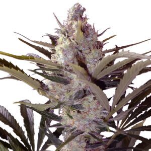 Black Widow Feminized Seeds