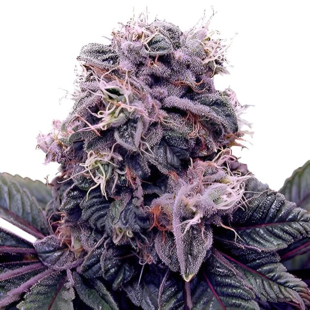 Blackberry Kush Feminized Seeds