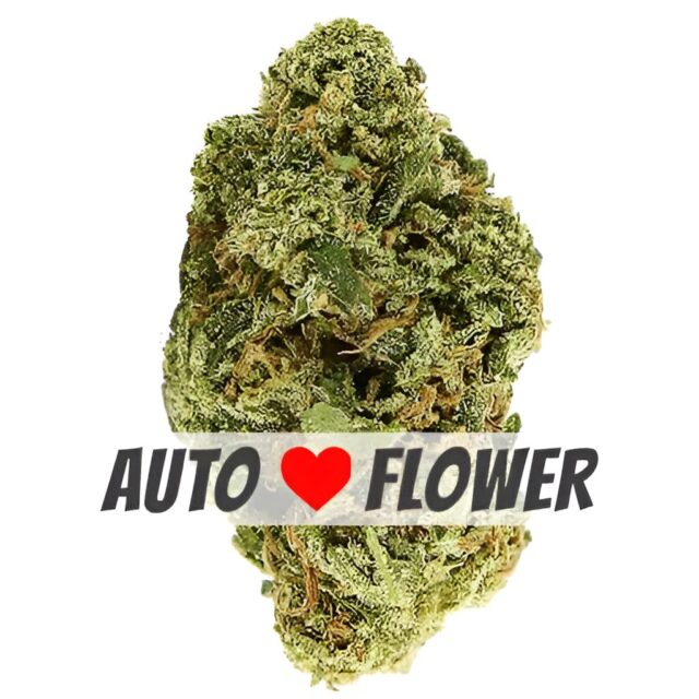 Blue Cheese Autoflower Seeds