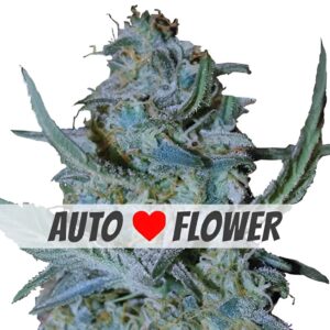 Blue Cheese Autoflower Seeds