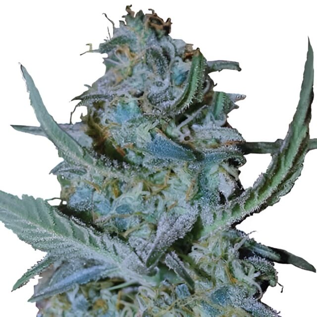 Blue Cheese Feminized Seeds