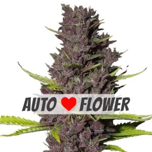 Blue Dream Autoflower Seeds