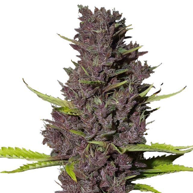 Blue Dream Feminized Seeds