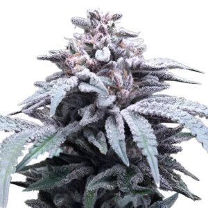 Blue Haze Feminized Seeds