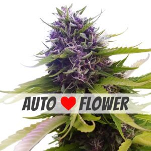 Blueberry Autoflower Seeds