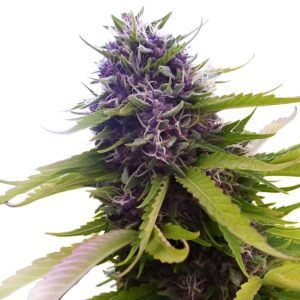 Blueberry Feminized Seeds