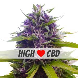 Blueberry CBD Feminized Seeds