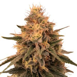 Bruce Banner Feminized Seeds