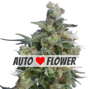 Bubba Kush Autoflower Seeds