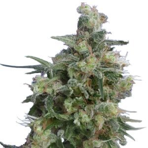 Bubba Kush Feminized Seeds