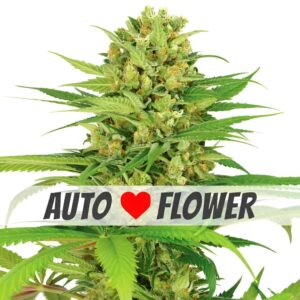 Bubblegum Autoflower Seeds