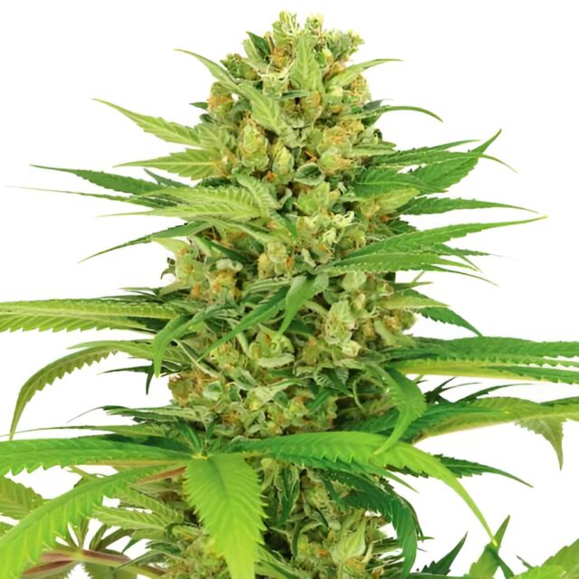 Bubblegum Feminized Seeds