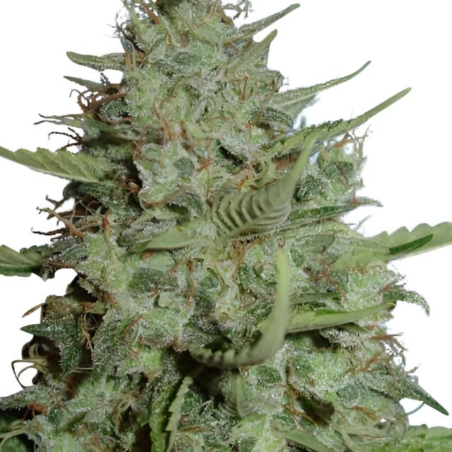 California Dream Feminized Seeds