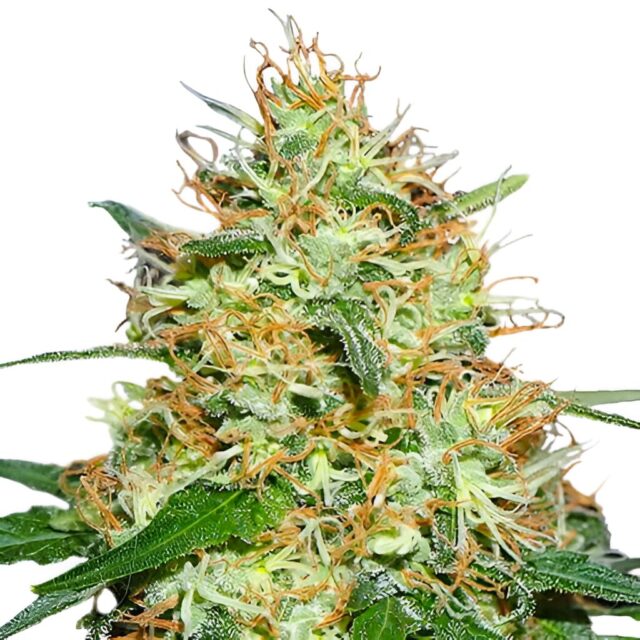 Candy Kush Feminized Seeds