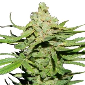 Cannatonic Feminized Seeds