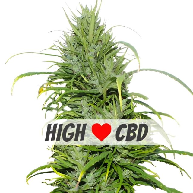 Carma CBD Feminized Seeds