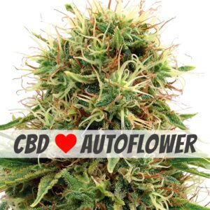 CBD Kush Autoflower Seeds