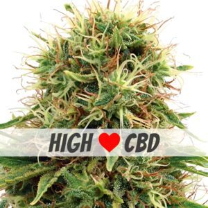 CBD Kush Feminized Seeds