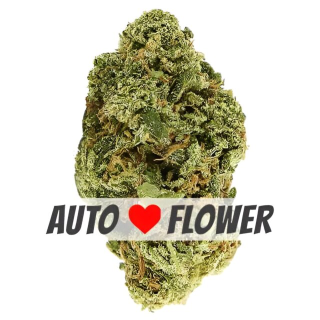 Cheese Autoflower Seeds