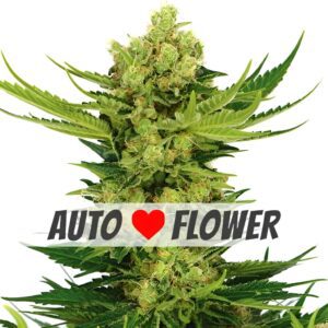 Cheese Autoflower Seeds