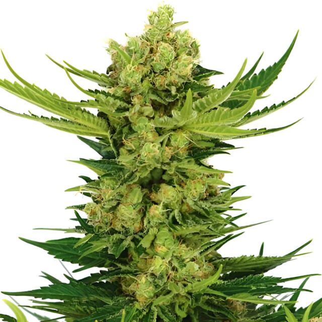 Cheese Feminized Seeds