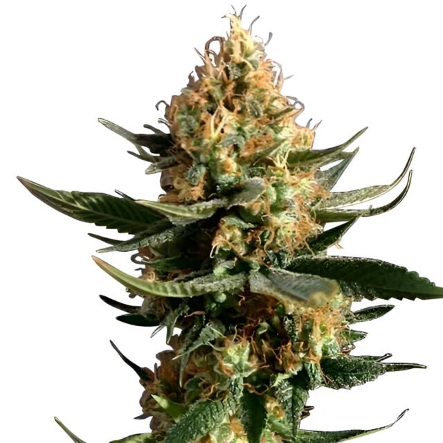 Chemdawg Feminized Seeds