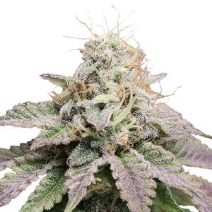 Cherry Pie Feminized Seeds