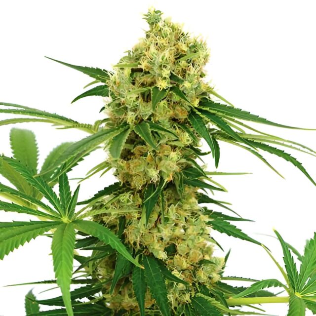 Chocolope Feminized Seeds