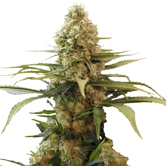 Chronic Widow Feminized Seeds