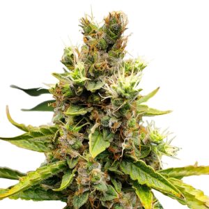 Cookies and Cream Feminized Seeds