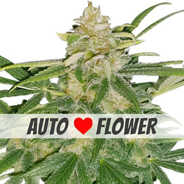 Critical Mass Autoflower Seeds