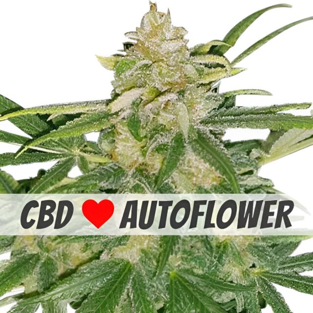 Critical Mass CBD Autoflower Seeds