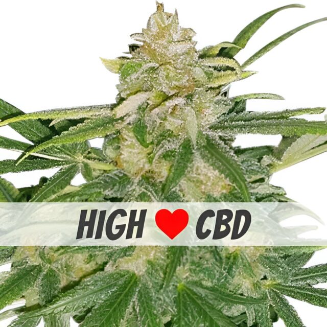 Critical Mass CBD Feminized Seeds